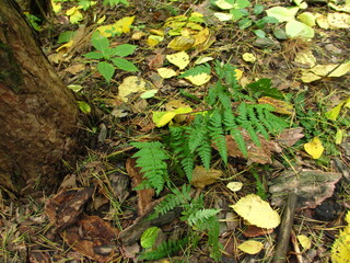 fern in pine forest