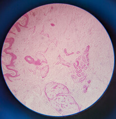 photo of tissue under the microscope