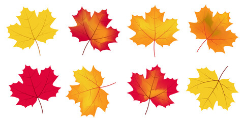 Naklejka na ściany i meble Autumn colorful maple leaves. Set.