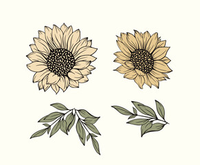 Hand drawn sunflower vector