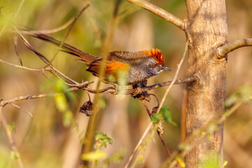 A redhead bird sunbathing perched on a tree branch on a sunny winter morning