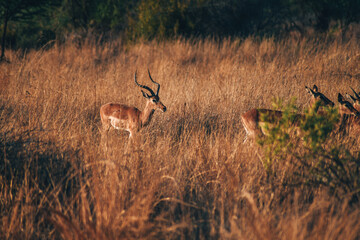 Antelope in Pilanesberg national park. On safari in South Africa. 