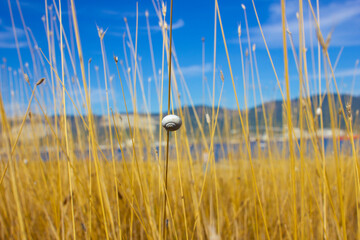 A small white snail on a branch of yellow grass against the background of the blue sky and mountains