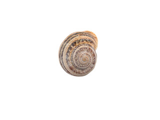 Snail shell isolated png