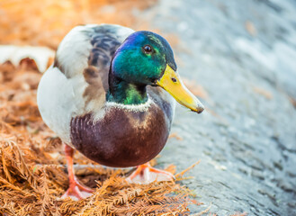 Wild duck in their natural environment.