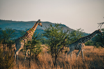 Fototapeta premium giraffe in Pilanesberg national park. On safari in South Africa. 