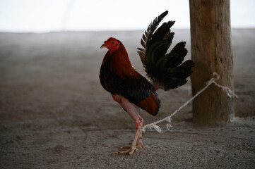 rooster in the farm