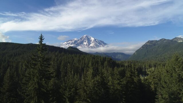Wide clear view aerial pushing in on Mount Rainier in Washington State in summer in pine tree forest