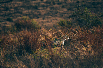 leopard in Pilanesberg national park. On safari in South Africa. 