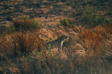leopard in Pilanesberg national park. On safari in South Africa. 