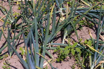 Green onions on the field in the summer