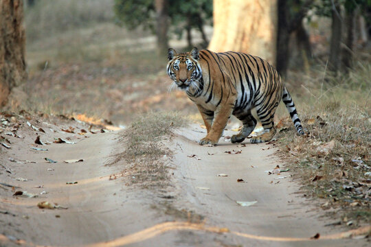 Bengal Tiger (Panthera tigris tigris) on the Road, Looking into the Camera. Bandhavgarh, India