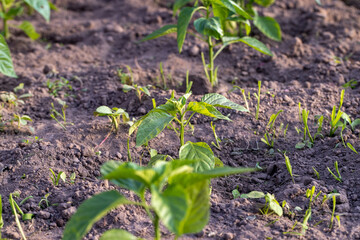 growing peppers in a homemade greenhouse