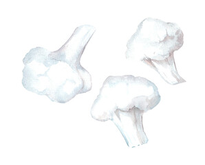 Organic cauliflower. Hand drawn watercolor illustration isolated on white background