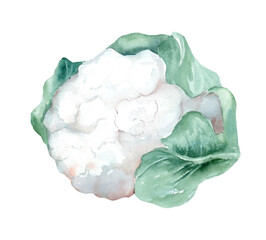 Organic cauliflower. Hand drawn watercolor illustration isolated on white background