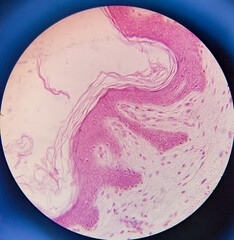 photo of tissue under the microscope
