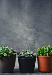 variety of succulent plants on grey surface. Empty space for your text.