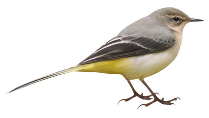 Grey wagtail (Motacilla cinerea) on autumn, PNG, isolated on transparent background