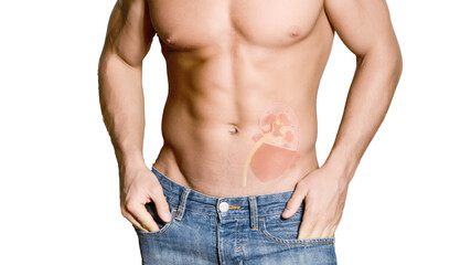Naklejka premium Beautiful and health athletic caucasian muscular young man with kidney hologram. Kidney disease, stones