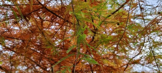 autumn in the forest