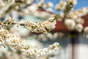 Blossom of the cherry plum tree. Huge flowering white cherry plum. Branch of a blossoming cherry plum against the blue sky background.