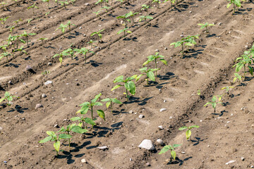 young sunflower plants in the field