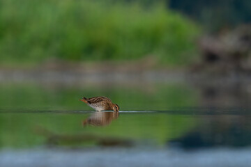 Beautiful nature scene with Common snipe (Gallinago gallinago). Wildlife shot of Common snipe (Gallinago gallinago). Common snipe (Gallinago gallinago) in the nature habitat.
