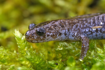 Closeup on a brilliant blue juvenile Northeast Salamander , Hynobius lichenatus, endemic to Japan only