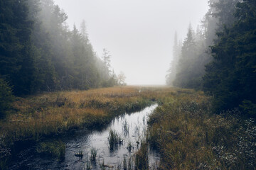 A stream passing through a marshland a foggy day. Image from a trip to the Svartdalstjerna Forest...