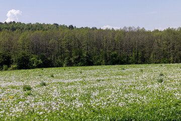 Fototapeta na wymiar A field with a large number of dandelions in the summer