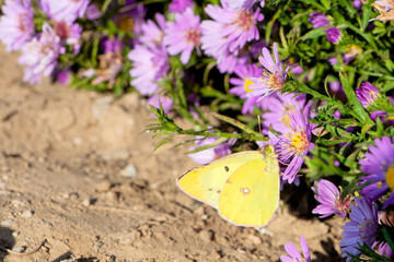 Dutch chrysanthemum growing in northern China