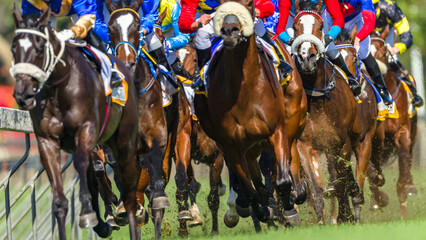 Horse Racing Animals Close Up Bodies Legs Hoof Grass Turf Action. - 532958308