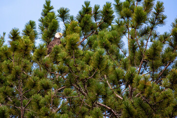 Adult bald eagle (Haliaeetus leucocephalus) perched in a red pine tree in Wisconsin