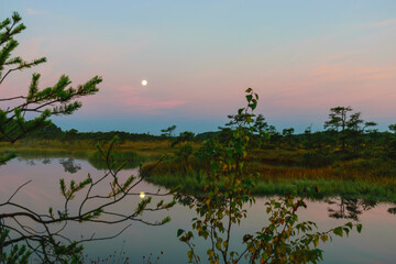 Fototapeta na wymiar sunrise picture with a gorgeous sky, a marsh at sunrise, a moon setting in the sky, dark silhouettes of marsh trees in the morning twilight