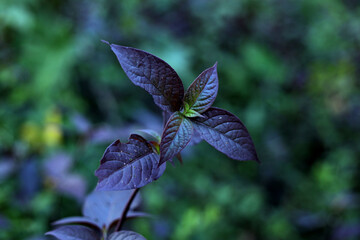 blue and green leaves  bagground blur  image