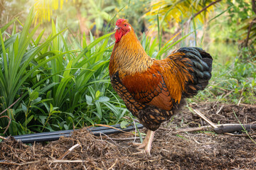 Chicken pure breed beautiful free range organic style. Black yellow laced Wyandotte rooster in the backyard by the pond with pandan leaf plant.