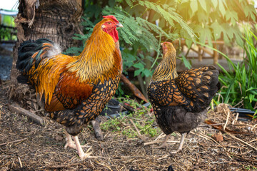 Black yellow laced Wyandotte Double chicken male and female pure breed beautiful free range organic...