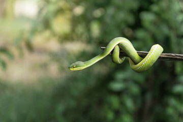 White-lipped pit Tree Viper (Trimeresurus albolabris). little green baby snake coiled around on a branch with natural green background in the garden.