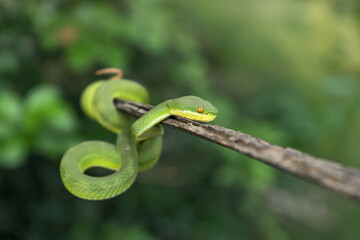White-lipped pit Tree Viper (Trimeresurus albolabris). little green baby snake coiled around on a branch with natural green background in the garden.