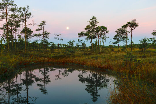 sunrise picture with a gorgeous sky, a marsh at sunrise, a moon setting in the sky, dark silhouettes of marsh trees in the morning twilight