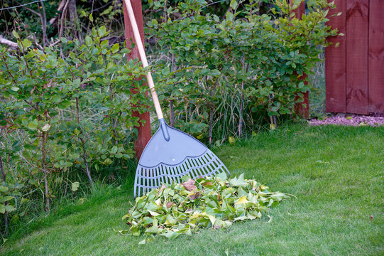 Garden rake and swept leaves fallen from trees on lawn