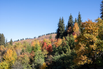 Fototapeta na wymiar early autumn in the mountains, yellow red green trees.