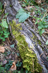 moss on a dry tree