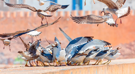 Close-up Of many seagull eating fish on retaining wall against ancient castle Sqala mogador -...
