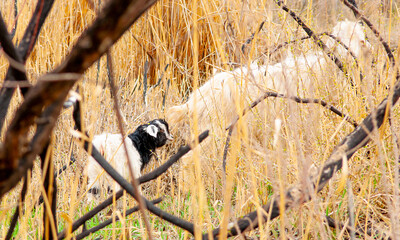 Goats in search of food roam the desert hot pasture. Moroccan goats climb trees to eat leaves. Sheep eat the remains of a watermelon.