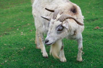 Obraz premium ヤギ