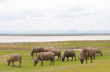 Naklejka na ściany i meble Herd of Thai buffalo in grass field on countryside of Thailand