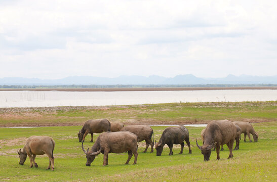 Herd of Thai buffalo in grass field on countryside of Thailand