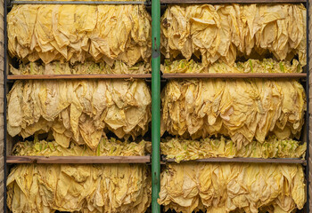 Drying process of tobacco. Dried tobacco leaves hanging in a curing container