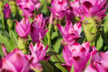 Blooming Curcuma plant with beautiful pink pinecone-like flowers